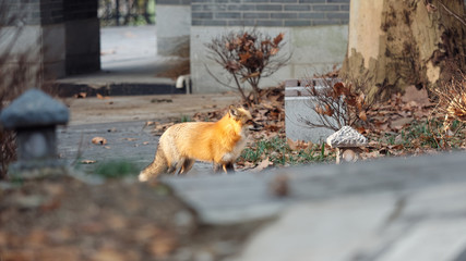 Cute wild red fox in Wuhan university, it is mascot of Wuhan university, named as Luoluo.