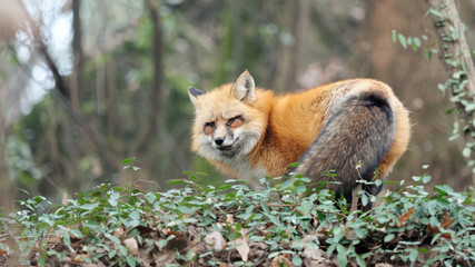 Cute wild red fox in Wuhan university, it is mascot of Wuhan university, named as Luoluo.