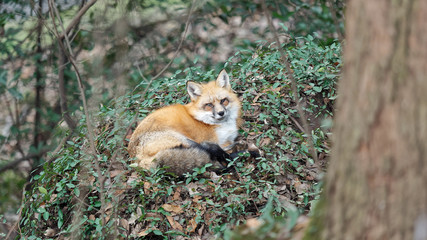 Cute wild red fox in Wuhan university, it is mascot of Wuhan university, named as Luoluo.