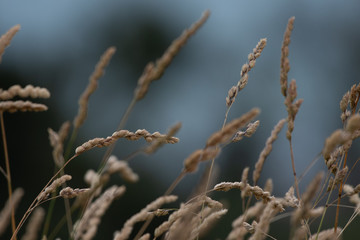grass and sky