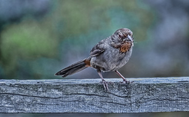A fan of the beetles