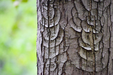 Tree bark