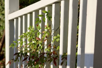 Nandina leaves growing through fence railing