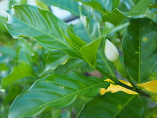 Obraz premium White gardenia flower buds white background