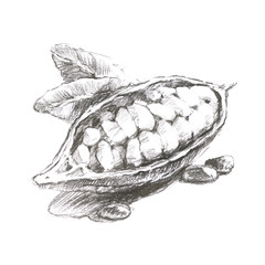 Pencil sketch of a chocolate tree fruit, cocoa bean