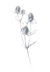 Botanical illustration of a pencil sketch of a dried flower branch.