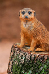 Meerkat 
