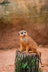 Meerkat 