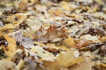 autumn leaves on the ground