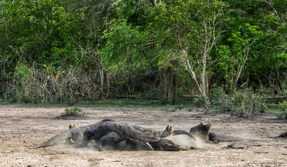 Fight of komodo dragons for prey. The Komodo dragon, scientific name: Varanus komodoensis. Indonesia.