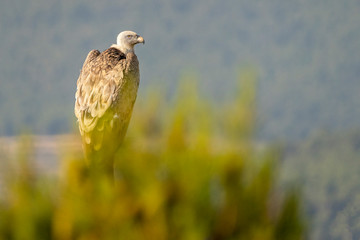 Griffon vulture (gyps fulvus) perched on a pole in Alcoy.