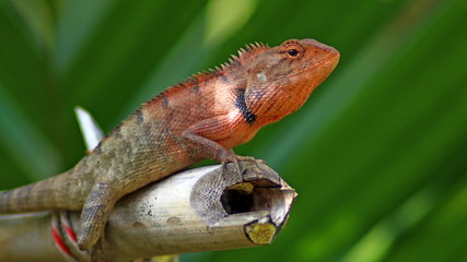 lizard