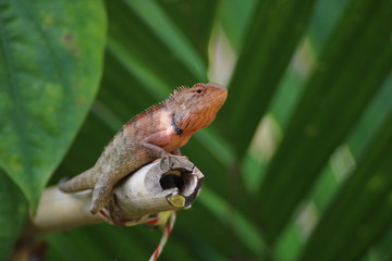 lizard