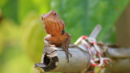 lizard