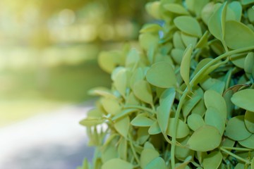 flowers in the garden