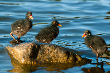 Cute Purple Swamphen chics 