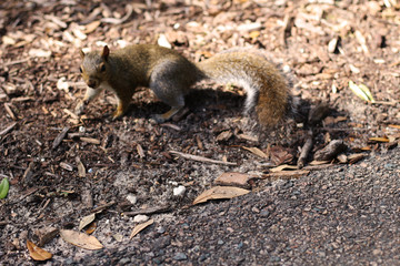 Squirrel