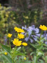 春の庭に咲く小さな黄色い花