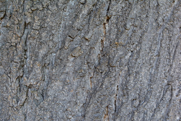 bark of a tree