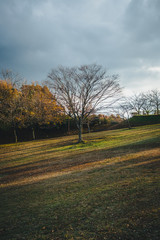 A cold day in a tree that looks lonely
