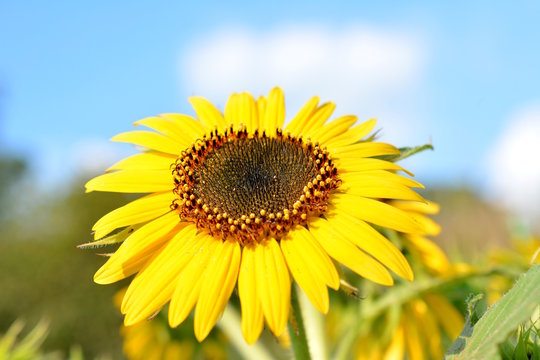 青空、太陽の光を浴びて、満開のヒマワリ、黄色い花、夏、明るい、元気。花イメージ素材。