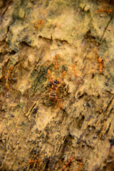 Red ants help bring the victim back to the nest.