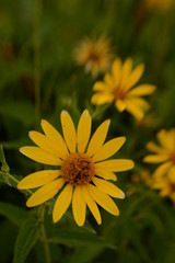 Blooming summer flowers