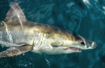 Great White Shark at the surface of the water. Scientific name: Carcharodon carcharias. South Africa