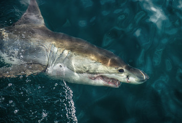 Naklejka premium Great White Shark at the surface of the water. Scientific name: Carcharodon carcharias. South Africa