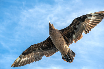 Great Skua in flight on blue sky background. Scientific name:  Catharacta skua. Bottom view.