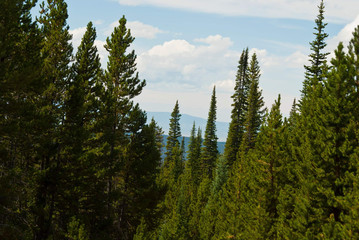 forest in the mountains