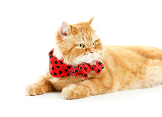 Cute red Persian cat on white background