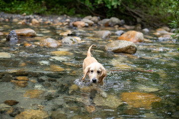 烏川渓谷_ゴールデンレトニエル
