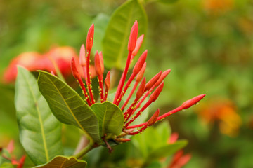 Garden Buds