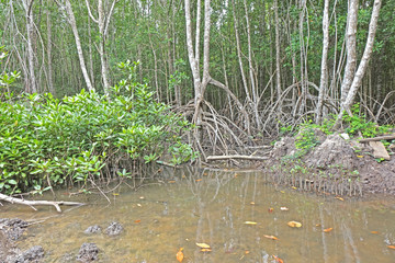 Reforestation the Mangrove trees in swamp forest / Mangrove forest of Thailand, plantation back to the nature for saving marine life and protect the environment in shoreline. World environmental day.