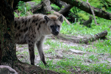Spotted Hyena 