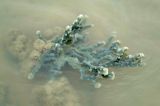 Blue sponge (Haliclona (Soestella) cearulea) is a species of marine sponge in the family Chalinidae. It is an encrusting tubular sponge that grows anchored on rocky surfaces of coral reefs.