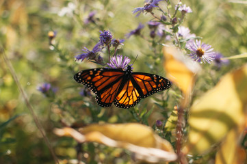 monarch butterfly
