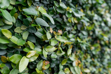Green Wall with Ficus Pumila (climbing fig, creeping fig)