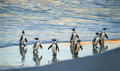 African penguins walk out of the ocean to the sandy beach. African penguin also known as the jackass penguin, black-footed penguin. Scientific name: Spheniscus demersus.  South Africa