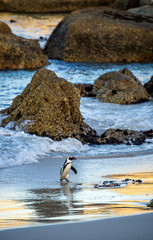 African penguin walk out of the ocean to the sandy beach. African penguin also known as the jackass penguin, black-footed penguin. Scientific name: Spheniscus demersus.  South Africa. Boulders Beach