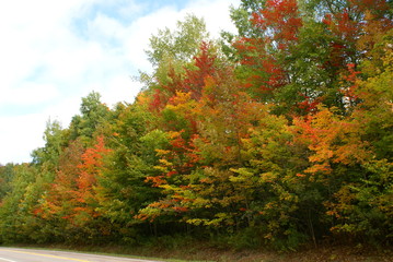 Fototapeta premium autumn colors