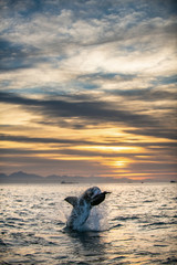 Jumping Great White Shark. Sunrise sky backround.   Scientific name: Carcharodon carcharias. South Africa