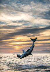 Jumping Great White Shark. Sunrise sky backround.   Scientific name: Carcharodon carcharias. South Africa