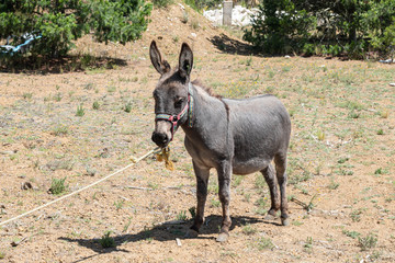 Donkey portrait at a sunny day in Mexico. Young donkey portrait
