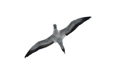 The Cape gannet in flight isolated on white background, Bottom view.  Scientific name: Morus capensis, originally Sula capensis, is a large seabird of the gannet family, Sulidae.