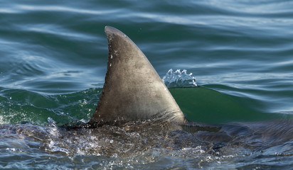 Fototapeta premium Shark fin above water. Closeup Fin of a Great White Shark (Carcharodon carcharias), swimming at surface, South Africa, Atlantic Ocean