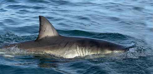 Fototapeta premium Shark back and dorsal fin above water. Fin of great white shark, Carcharodon carcharias, South Africa, Atlantic Ocean