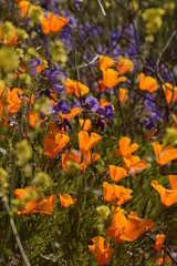 Poppies