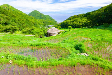 伊豆半島石部の棚田、静岡県松崎町にて